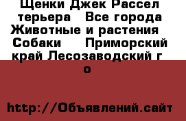 Щенки Джек Рассел терьера - Все города Животные и растения » Собаки   . Приморский край,Лесозаводский г. о. 